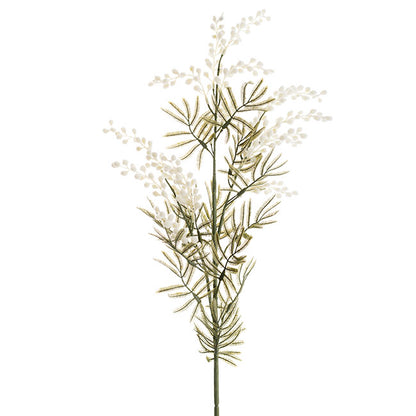 Australian Native Wattle White (85cmH)