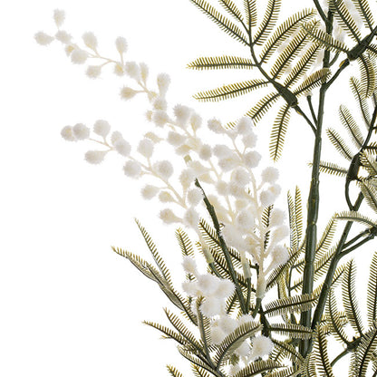 Australian Native Wattle White (85cmH)