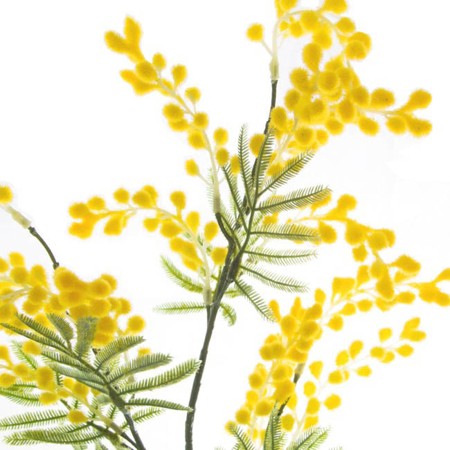 Australian Native Wattle Supreme Yellow (85cmH)