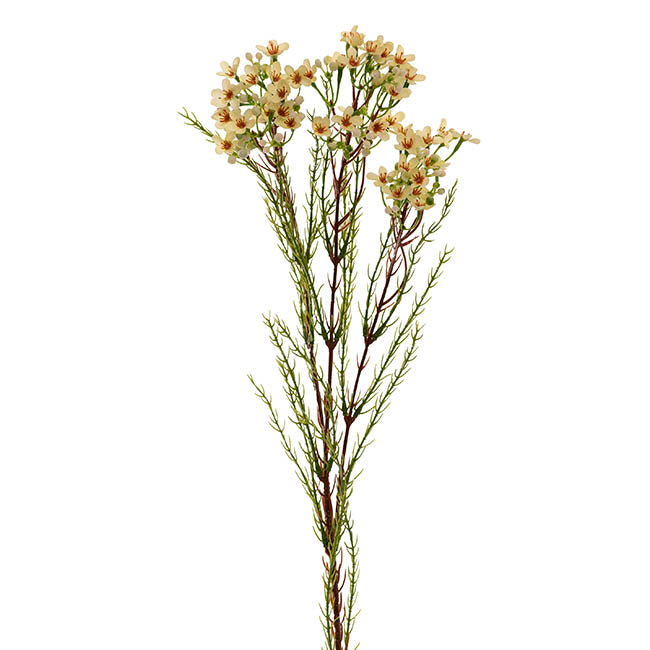 Australian Native Geraldton Wax Flower Pale Green (78cmH)