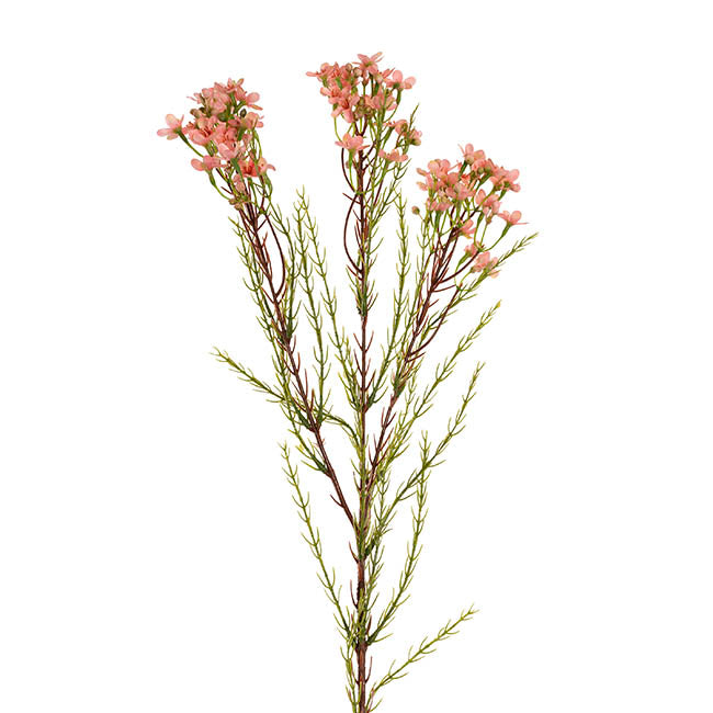 Australian Native Geraldton Wax Flower Peach (78cmH)
