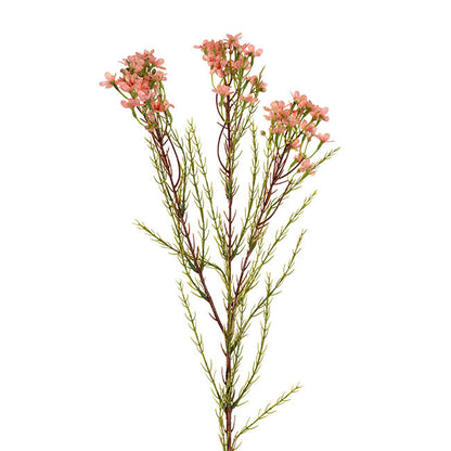 Australian Native Geraldton Wax Flower Peach (78cmH)