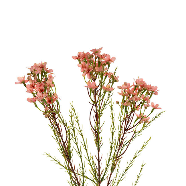 Australian Native Geraldton Wax Flower Peach (78cmH)