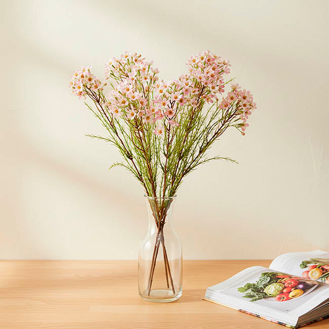 Australian Native Geraldton Wax Flower Pink Purple (78cmH)