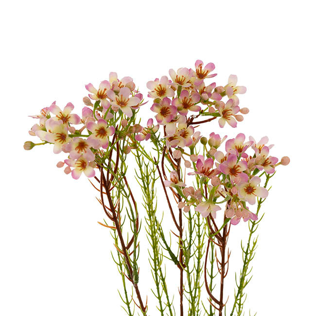 Australian Native Geraldton Wax Flower Pink Purple (78cmH)