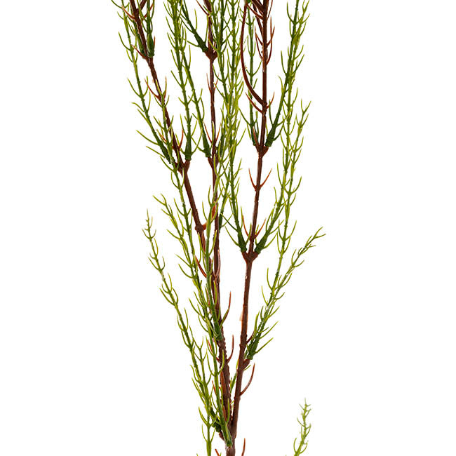 Australian Native Geraldton Wax Flower Pink Purple (78cmH)