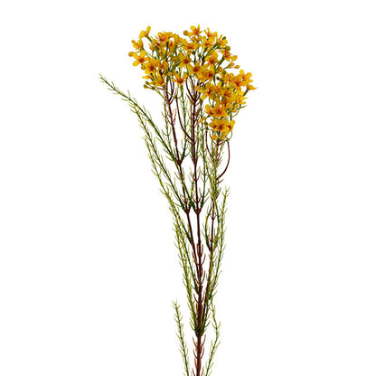 Australian Native Geraldton Wax Flower Yellow (78cmH)