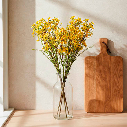 Australian Native Geraldton Wax Flower Yellow (78cmH)