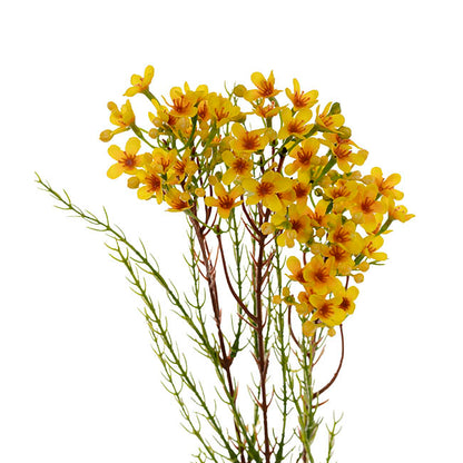 Australian Native Geraldton Wax Flower Yellow (78cmH)