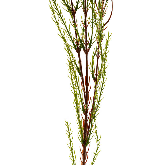 Australian Native Geraldton Wax Flower Yellow (78cmH)