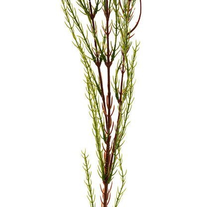 Australian Native Geraldton Wax Flower Yellow (78cmH)