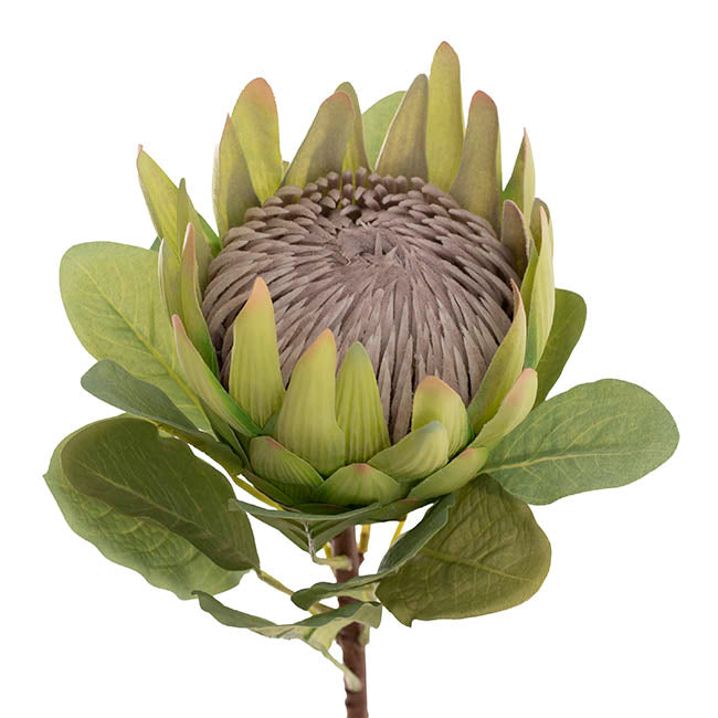 Real Touch Native King Protea Green (73cmH)