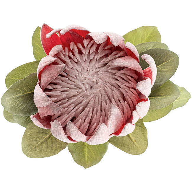 Native King Protea Pink (73cmH)