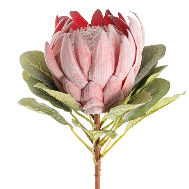 Native King Protea Pink (73cmH)