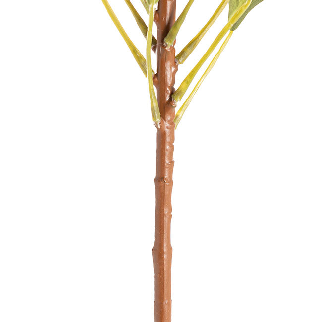 Native King Protea Pink (73cmH)