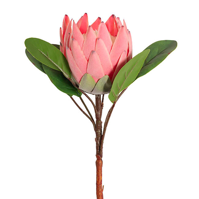 Queen Protea Stem Pink (12cmDx70cmH)