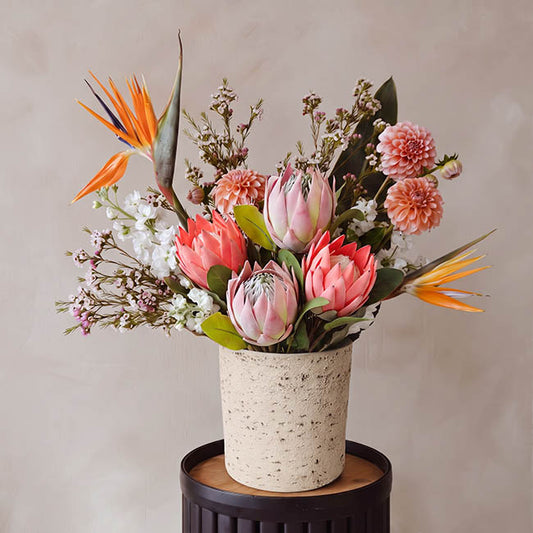 Queen Protea Stem Pink (12cmDx70cmH)