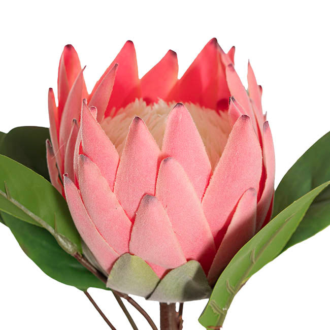 Queen Protea Stem Pink (12cmDx70cmH)