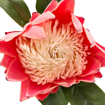 Queen Protea Stem Pink (12cmDx70cmH)