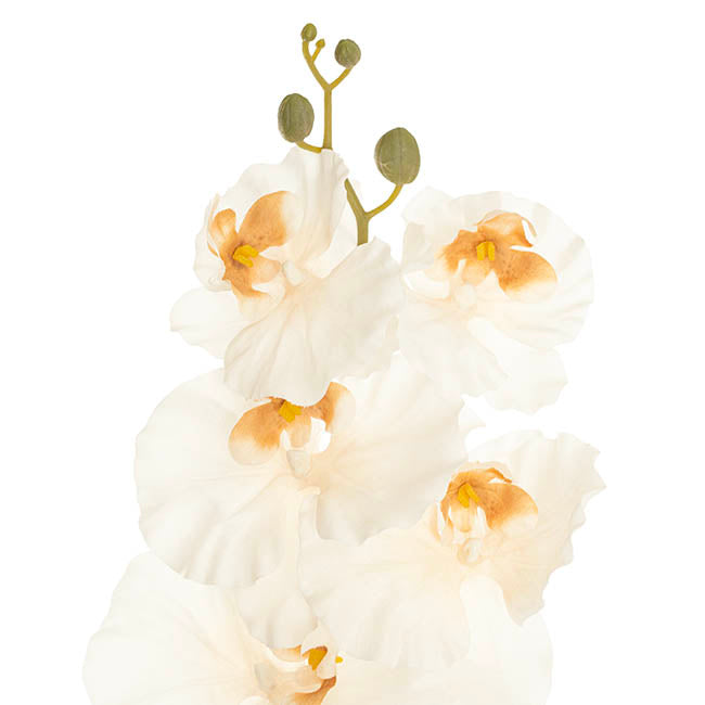 Orchid Spray x9 Flowers Champagne (102cmH)