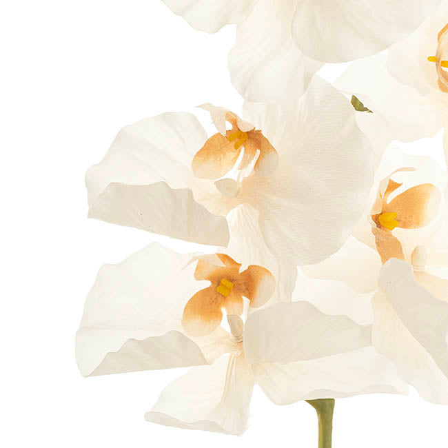 Orchid Spray x9 Flowers Champagne (102cmH)