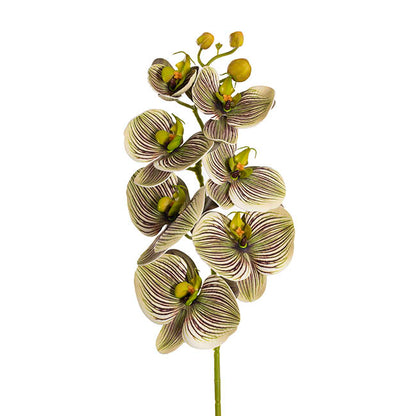 Vanda Orchid Spray x7 Flowers Green (75cmH)