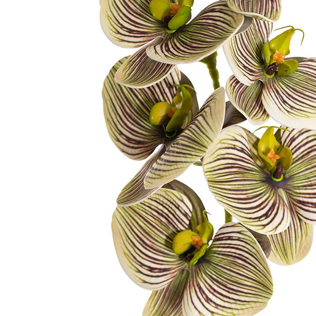 Vanda Orchid Spray x7 Flowers Green (75cmH)