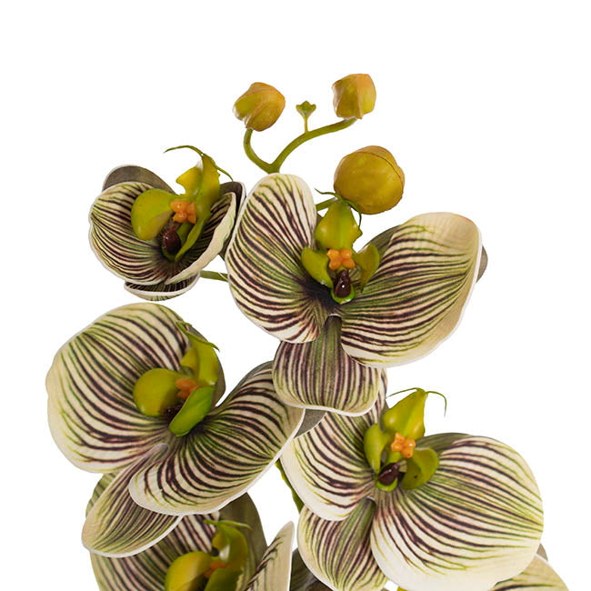Vanda Orchid Spray x7 Flowers Green (75cmH)