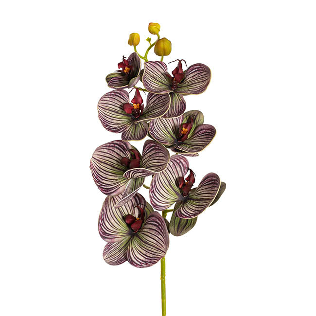 Vanda Orchid Spray x7 Flowers Purple (75cmH)