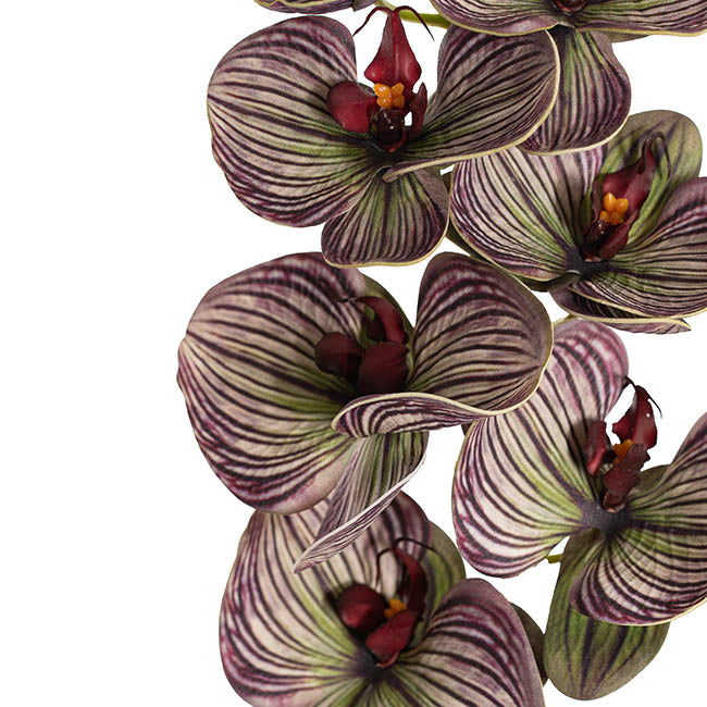 Vanda Orchid Spray x7 Flowers Purple (75cmH)