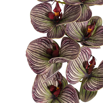 Vanda Orchid Spray x7 Flowers Purple (75cmH)