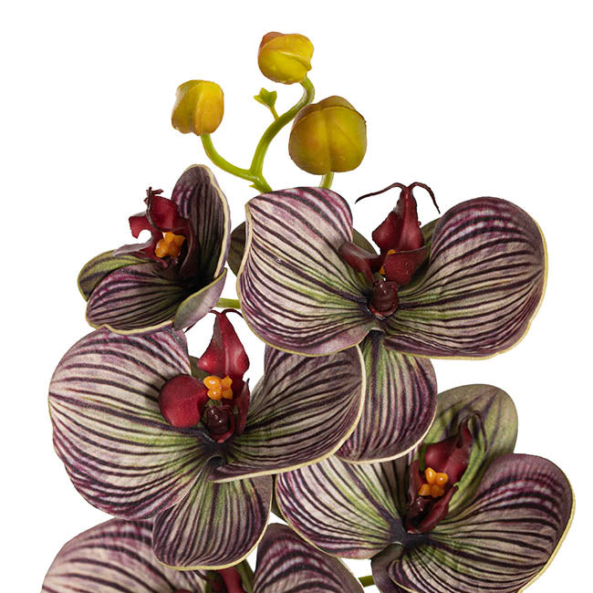 Vanda Orchid Spray x7 Flowers Purple (75cmH)