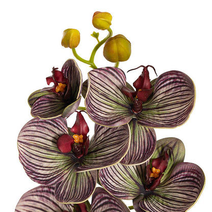 Vanda Orchid Spray x7 Flowers Purple (75cmH)