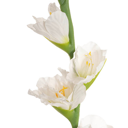 Gladiolus x 5 Flower Head Stem White (82cmH)