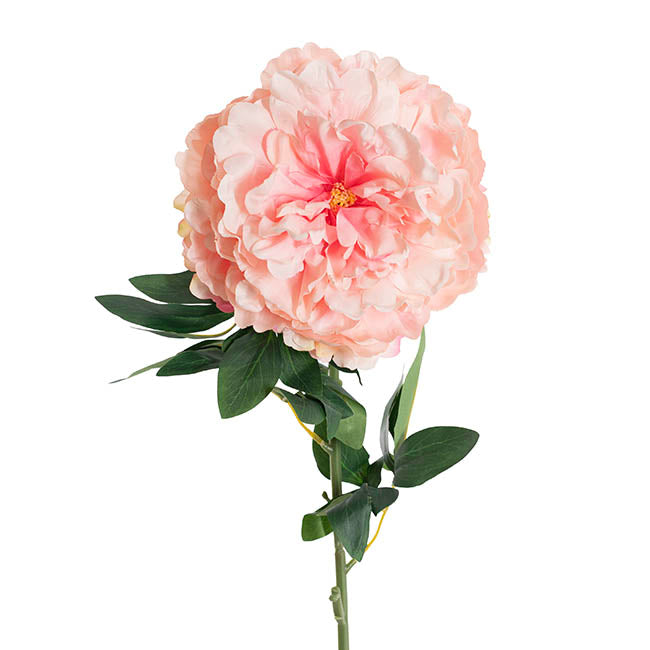 Queen Peony Stem Ombre Pink (18cmDx75cmH)