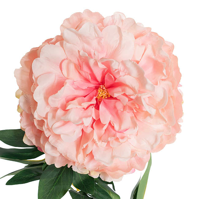 Queen Peony Stem Ombre Pink (18cmDx75cmH)