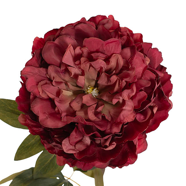Queen Peony Stem Ombre Wine (18cmDx75cmH)
