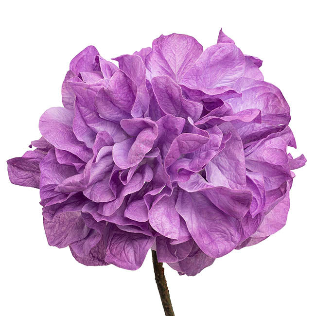 Giant Hydrangeas w Base Set 3 3D Purple (190cmH)