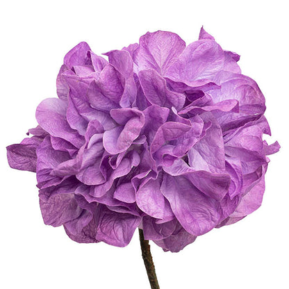 Giant Hydrangeas w Base Set 3 3D Purple (190cmH)