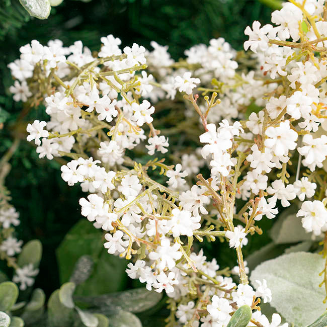 Gypsophila Baby's Breath Bunch White (30cmH)