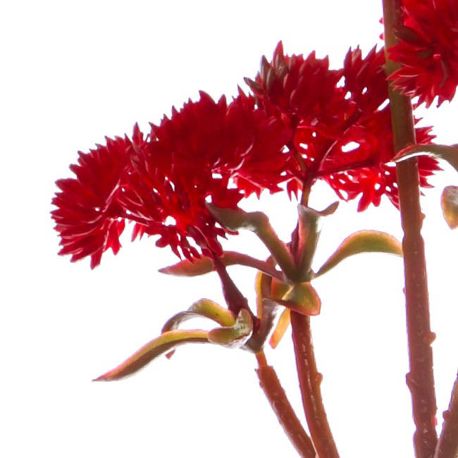 Mini Sedum Spray (Billy Button) Bunch Red (34cm)