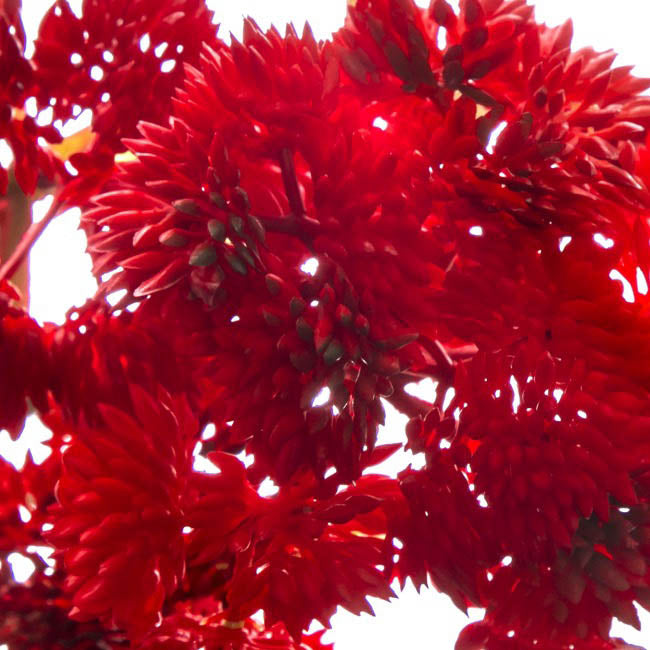 Mini Sedum Spray (Billy Button) Bunch Red (34cm)