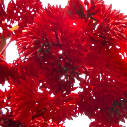 Mini Sedum Spray (Billy Button) Bunch Red (34cm)