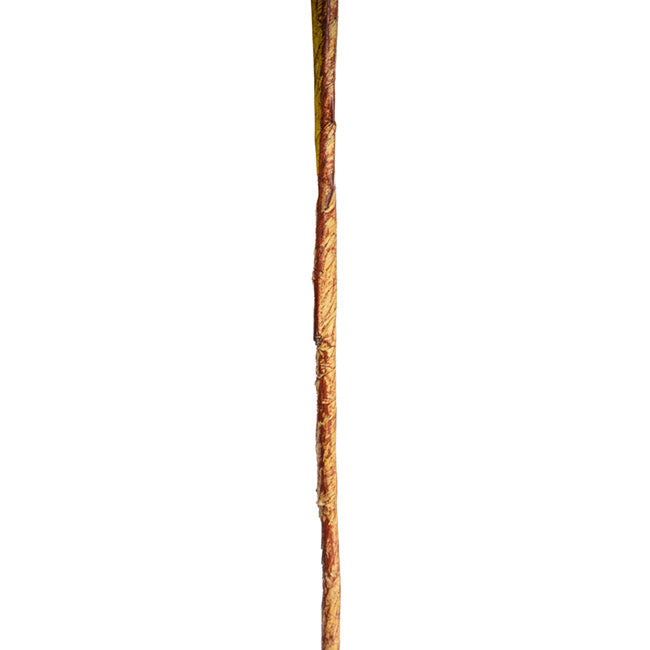 Reed Spray Soft Almond (81cmH)