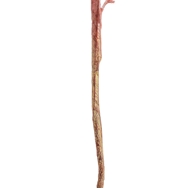 Reed Spray Soft Pink (81cmH)