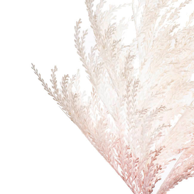 Reed Spray Cream (81cmH)