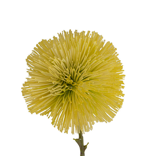 Onion Ball Stem Yellow (47cmH)