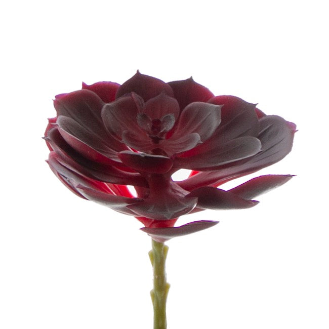 Artificial Succulent Echeveria Wine Burgundy (12x15cmH)