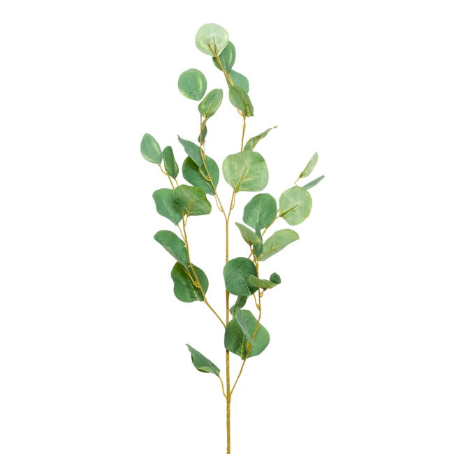 Eucalyptus Dollar Gum Spray Green (90cmH)