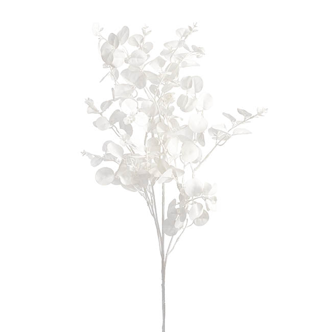 Eucalyptus Dollar Gum Spray White (80cmH)